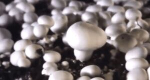 Cultivo de champiñón en 2 minutos