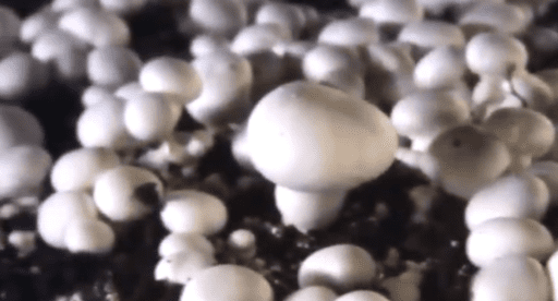 Cultivo de champiñón en 2 minutos