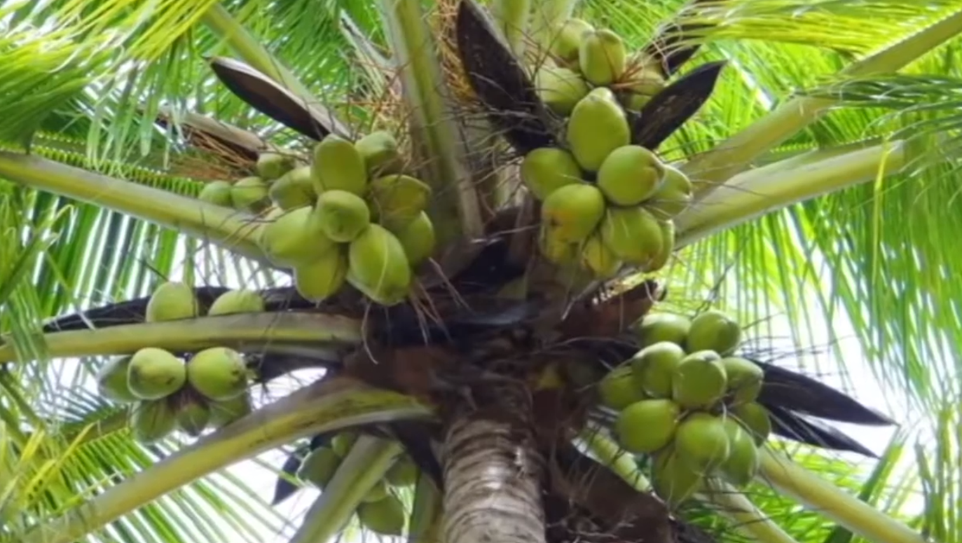 cultivo de coco - el cultivo de coco