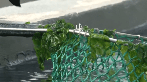 Cultivo de macroalgas en 2 minutos