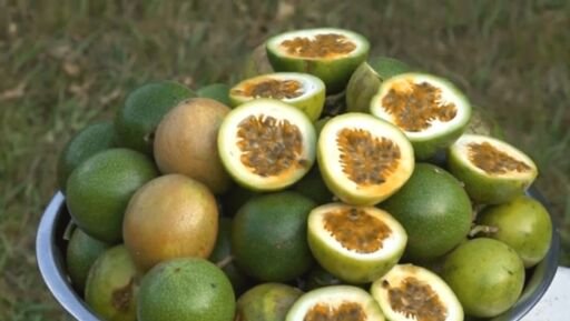 Cultivo de maracuyá en 2 minutos