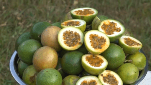 Cultivo de maracuyá en 2 minutos