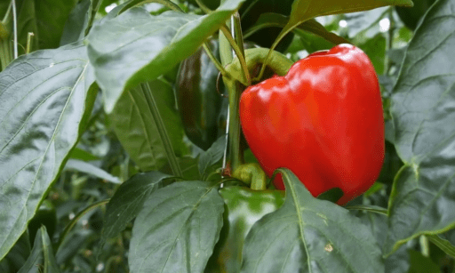 Cultivo de pimentón en 2 minutos