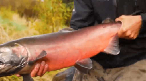 Cultivo del salmón en 2 minutos