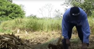 Cultivo de vetiver en 2 minutos