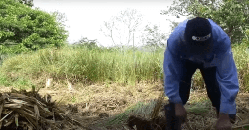 Cultivo de vetiver en 2 minutos