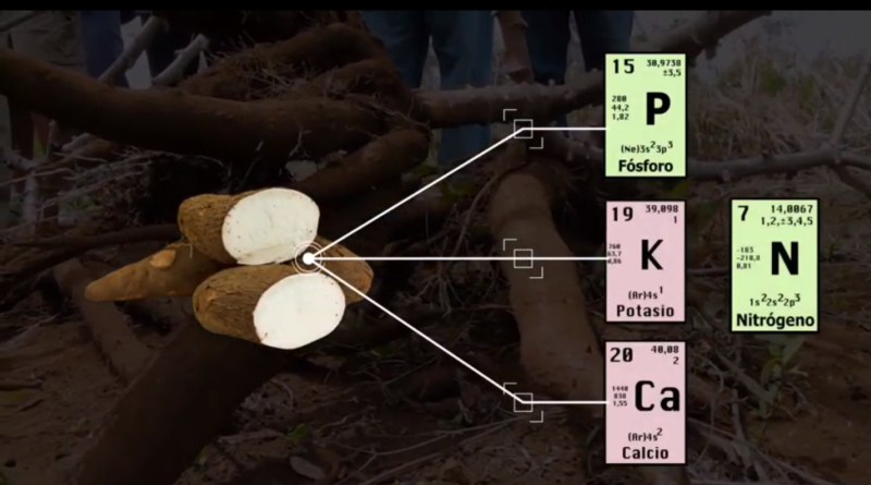 cultivo de yuca - manejo agronómico del cultivo de yuca