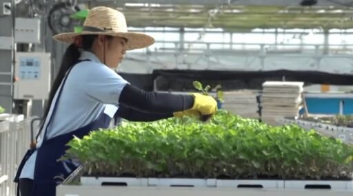 Cultivo hidropónico en 2 minutos