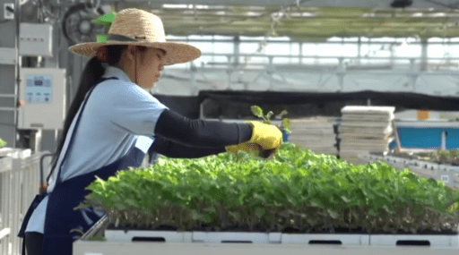 Cultivo hidropónico en 2 minutos