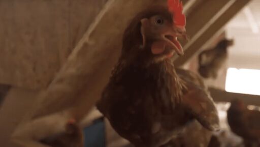 Gallinas ponedoras en 2 minutos