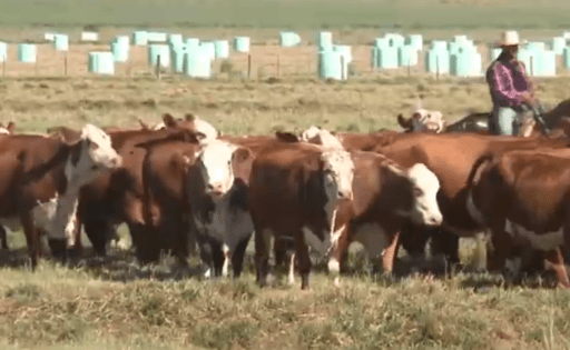 Ganadería de carne en 2 minutos