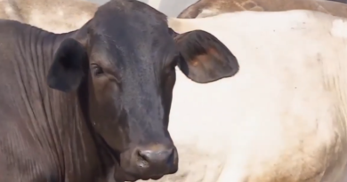 ganado vacuno - razas de ganado doble propósito