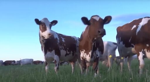 Ganadería de leche en 2 minutos