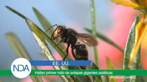 Hallan primer nido de Avispas Gigantes Asiáticas en Estados Unidos
