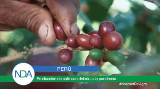 Producción de café cae debido a la pandemia por COVID-19