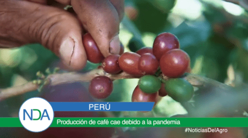 Producción de café cae debido a la pandemia por COVID-19