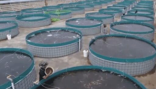 Tecnología bio-floc en 2 minutos