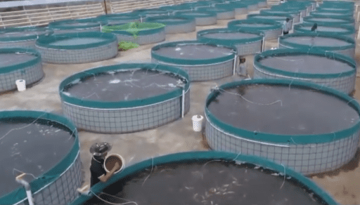 Tecnología bio-floc en 2 minutos