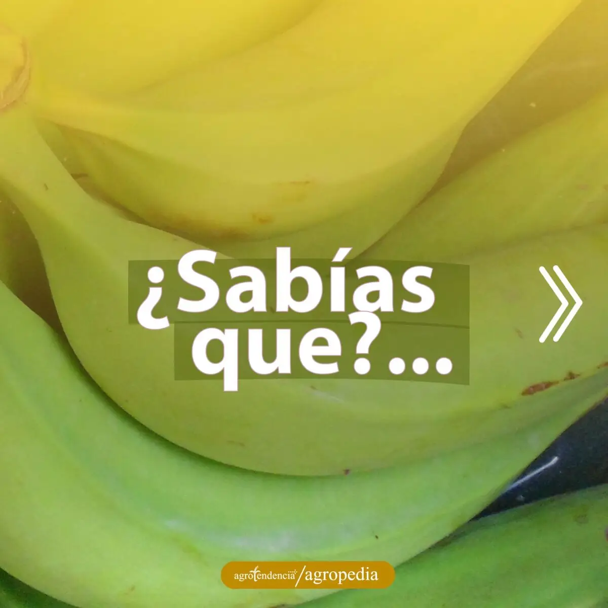 plátanos