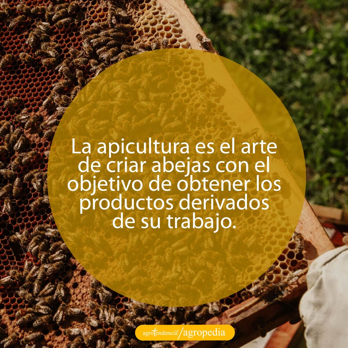 un panal de abeja