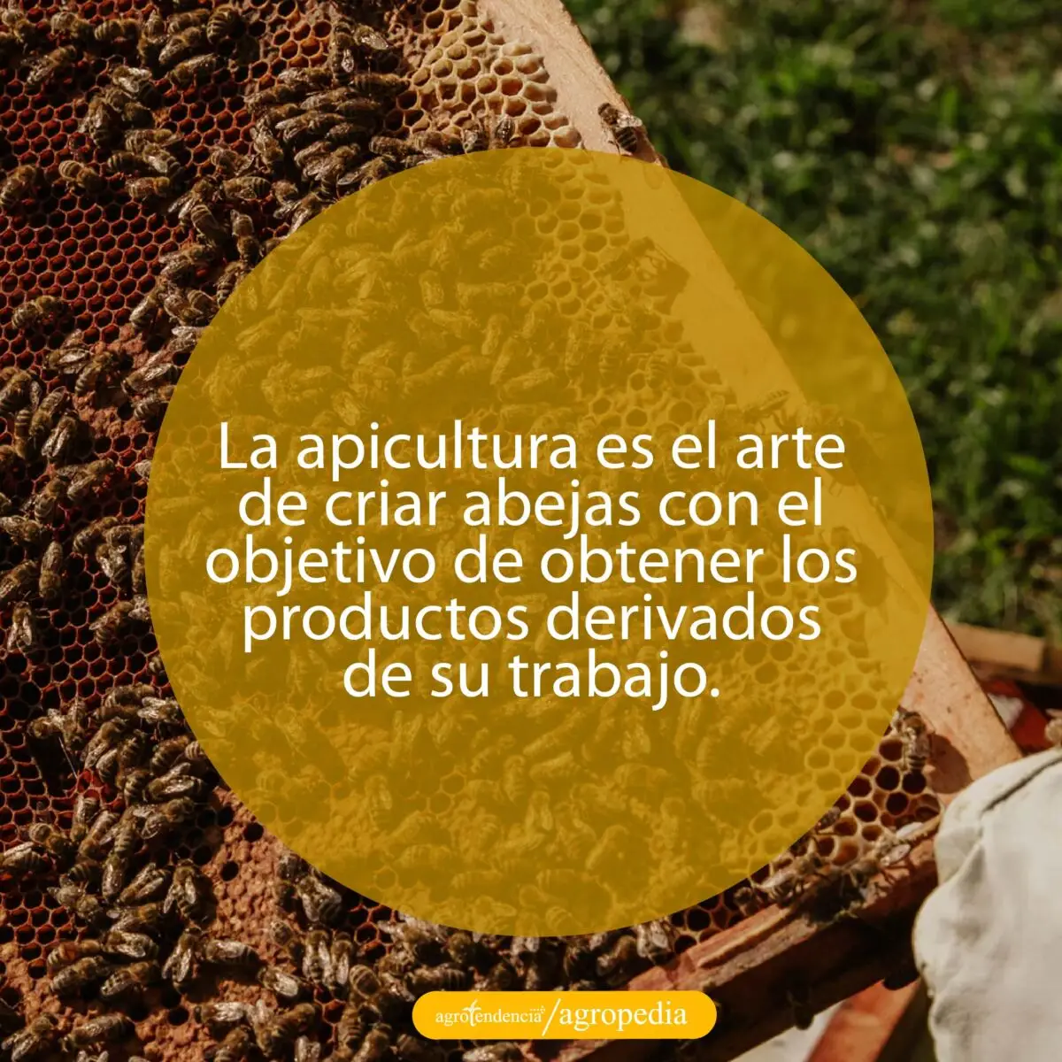 un panal de abeja