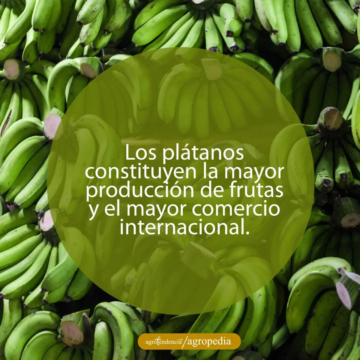 manos de plátanos