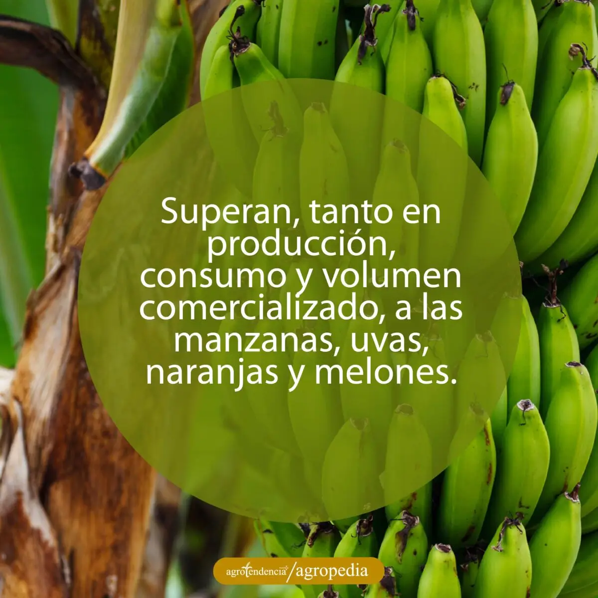 racimo de plátano en la planta
