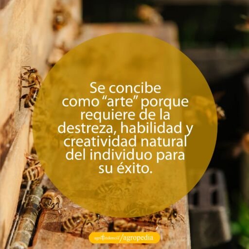 abejas saliendo de apiario
