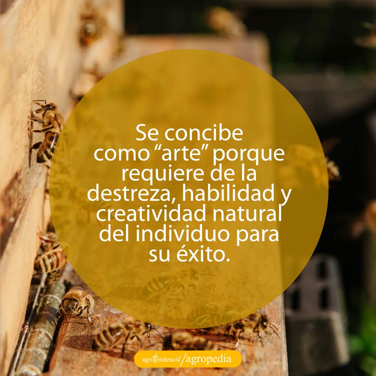 abejas saliendo de apiario