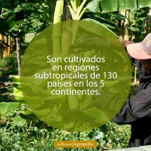 hombre agarrando racimo de plátanos