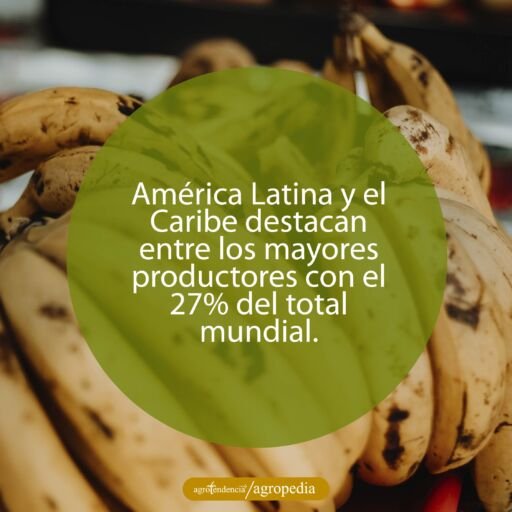 plátanos amarillos