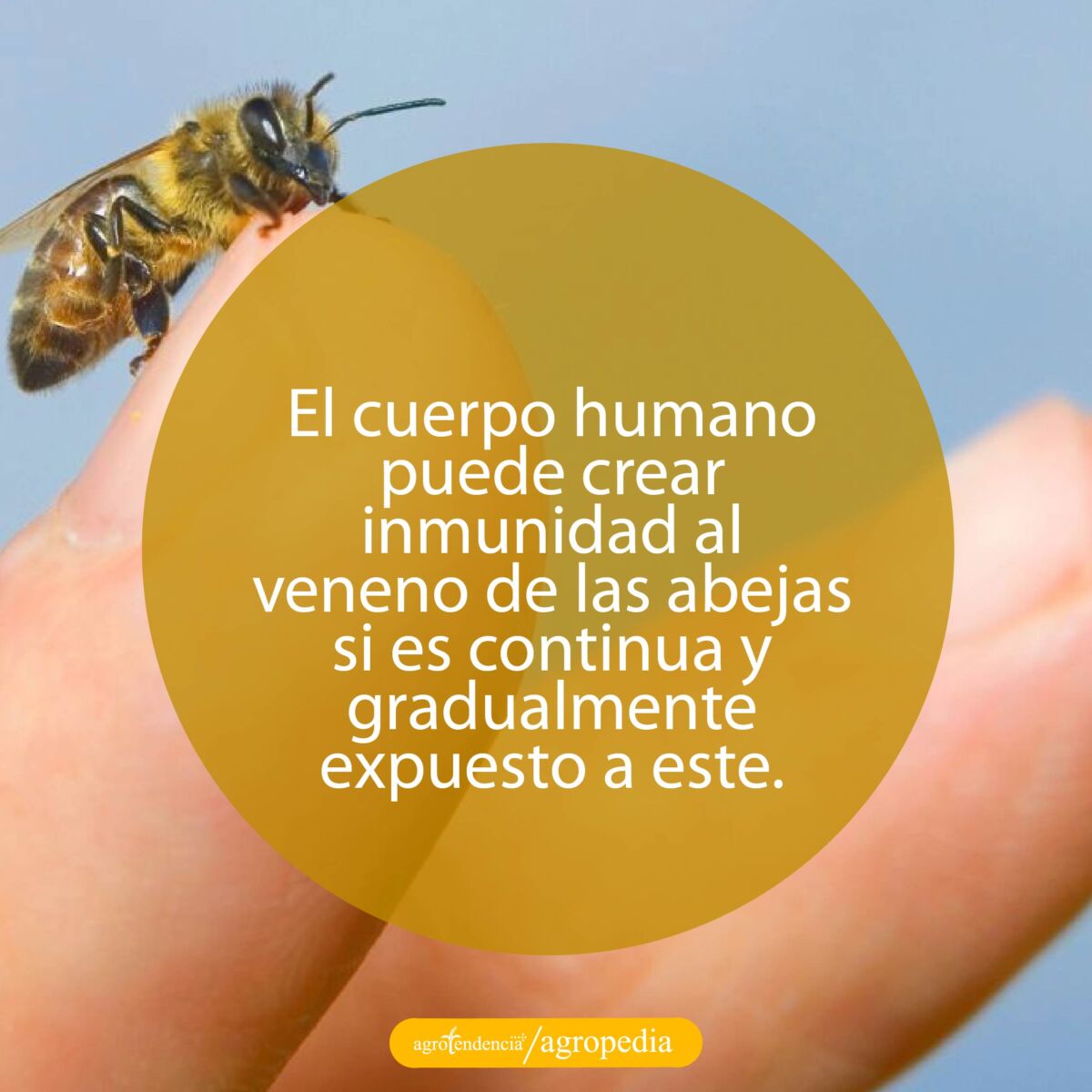 una abeja en un dedo