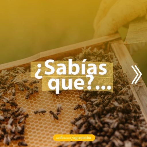 abejas en el panal
