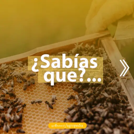 abejas en el panal