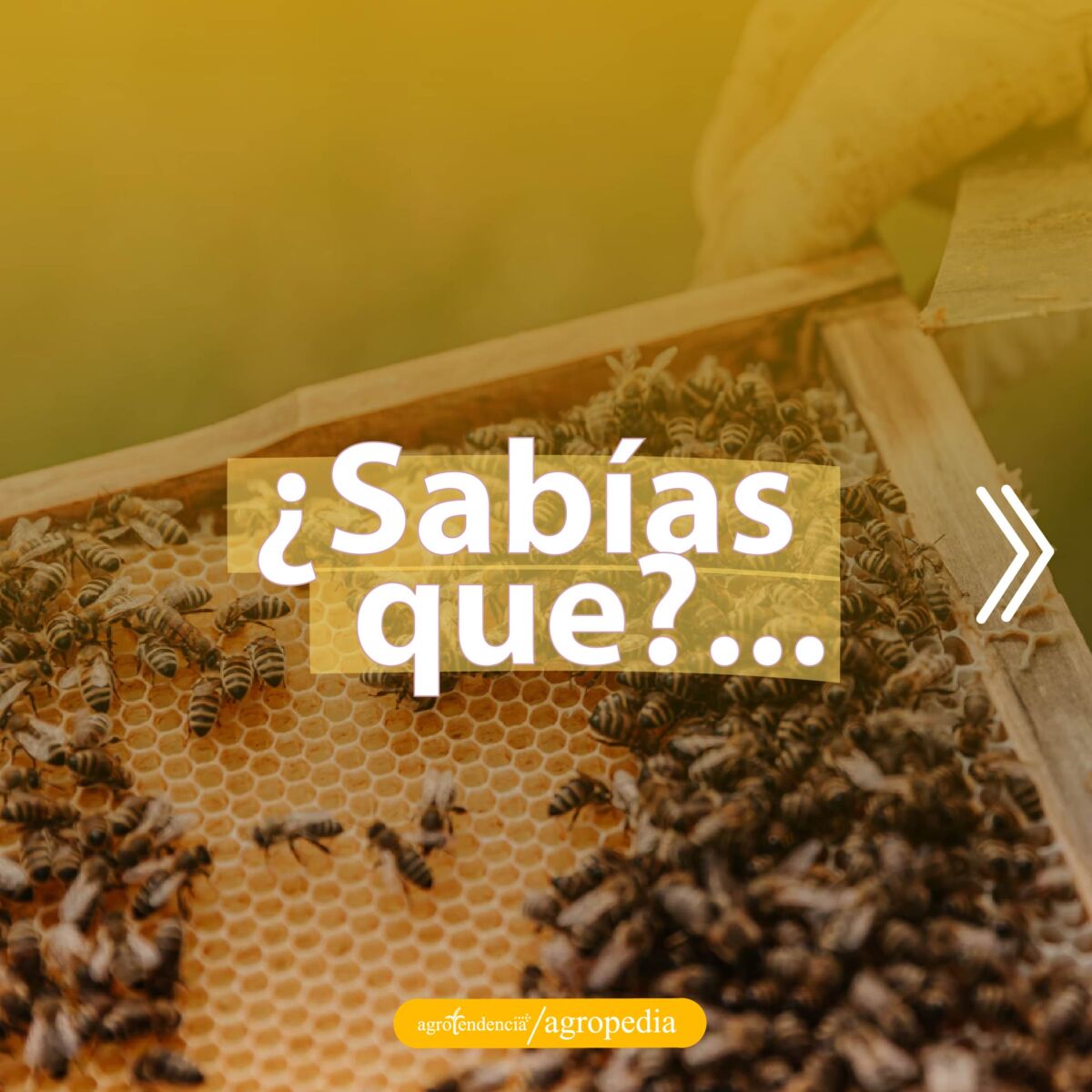 abejas en el panal