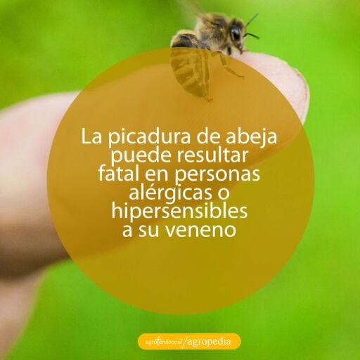 abeja parada en un dedo