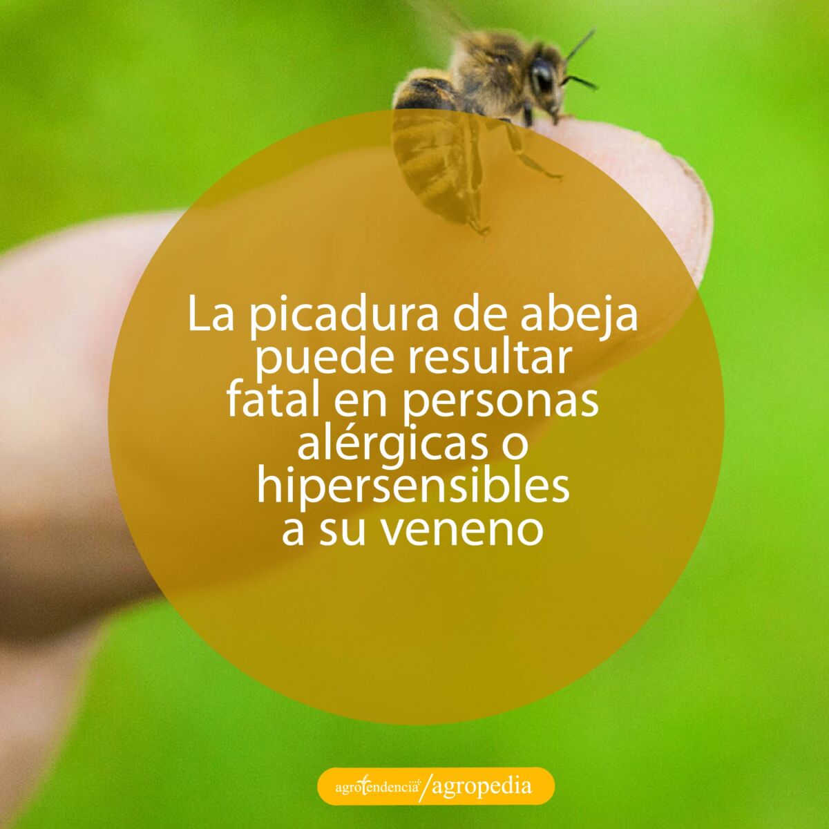 abeja parada en un dedo