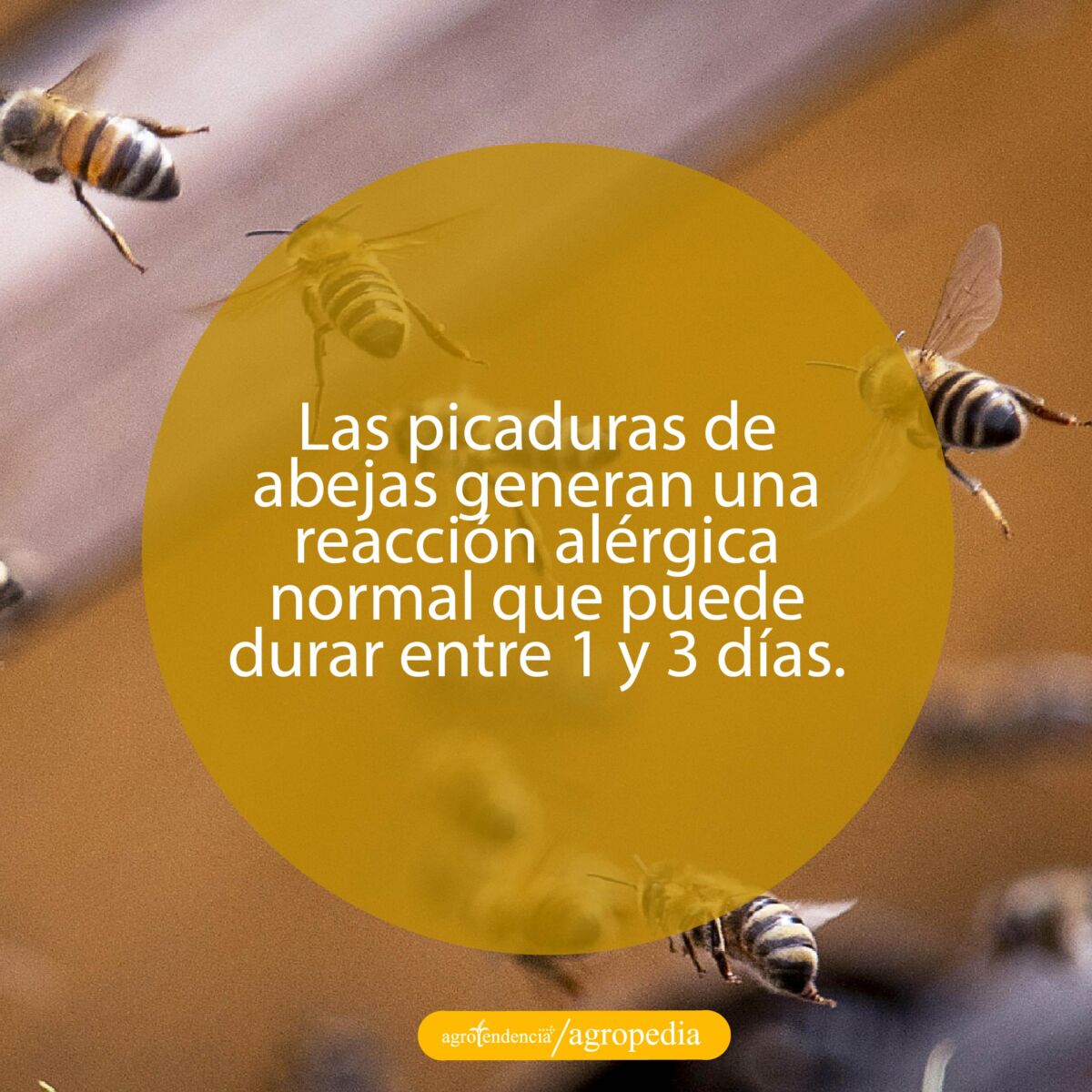 abejas volando