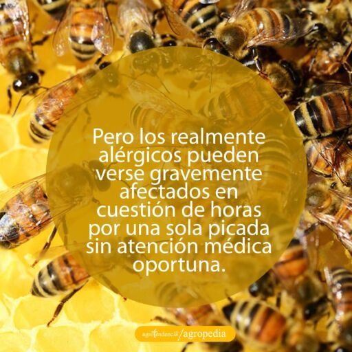 vista cercana de abejas en panal