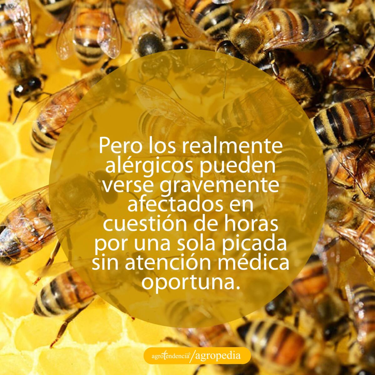 vista cercana de abejas en panal