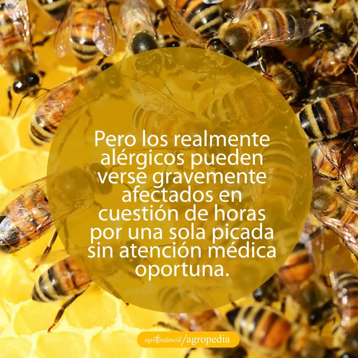 vista cercana de abejas en panal