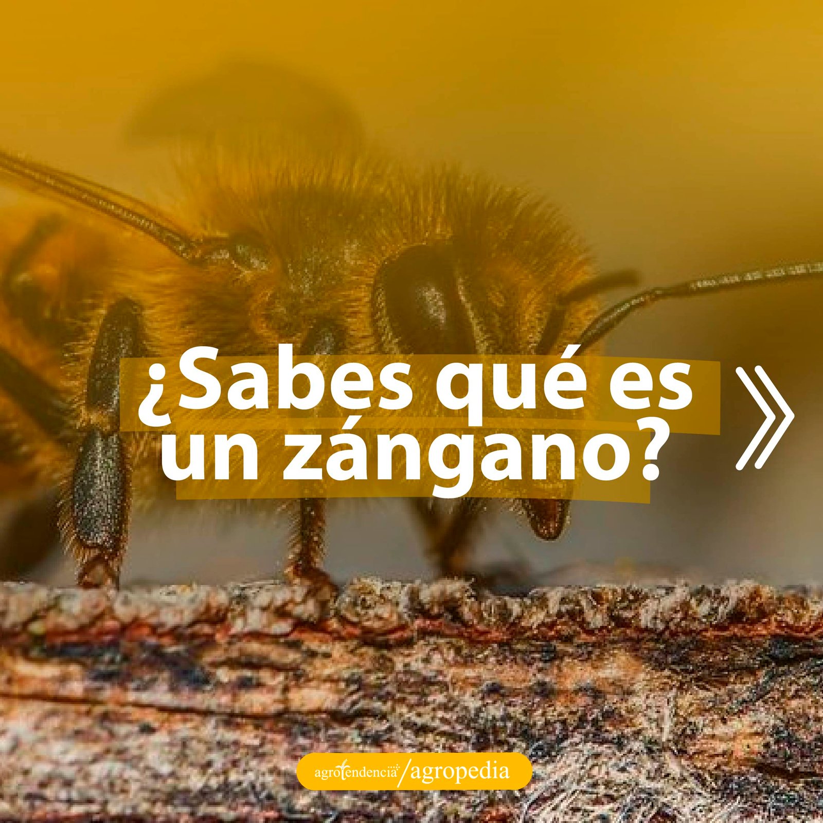 un zángano y su función en la apicultura