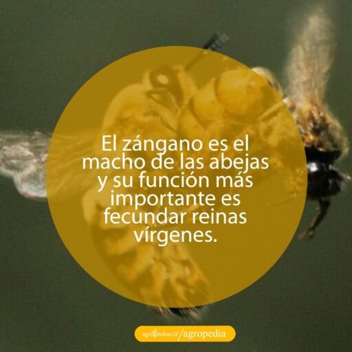 zángano copulando con la abeja reina