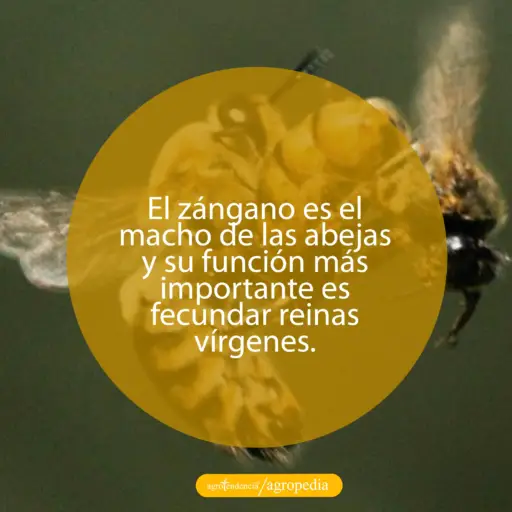zángano copulando con la abeja reina