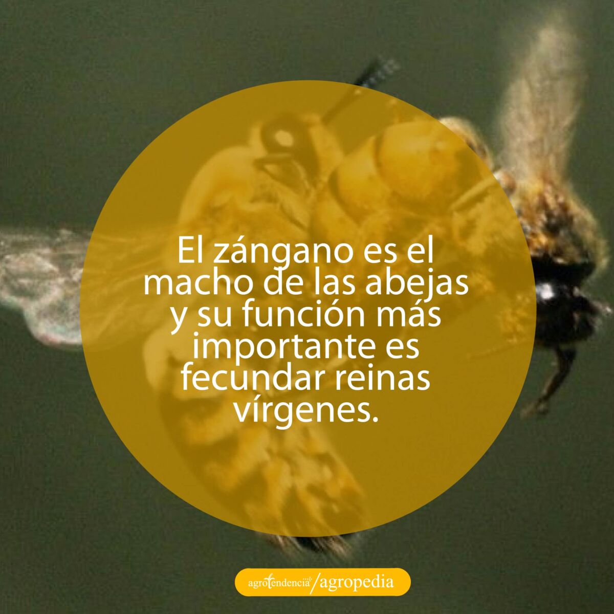 zángano copulando con la abeja reina