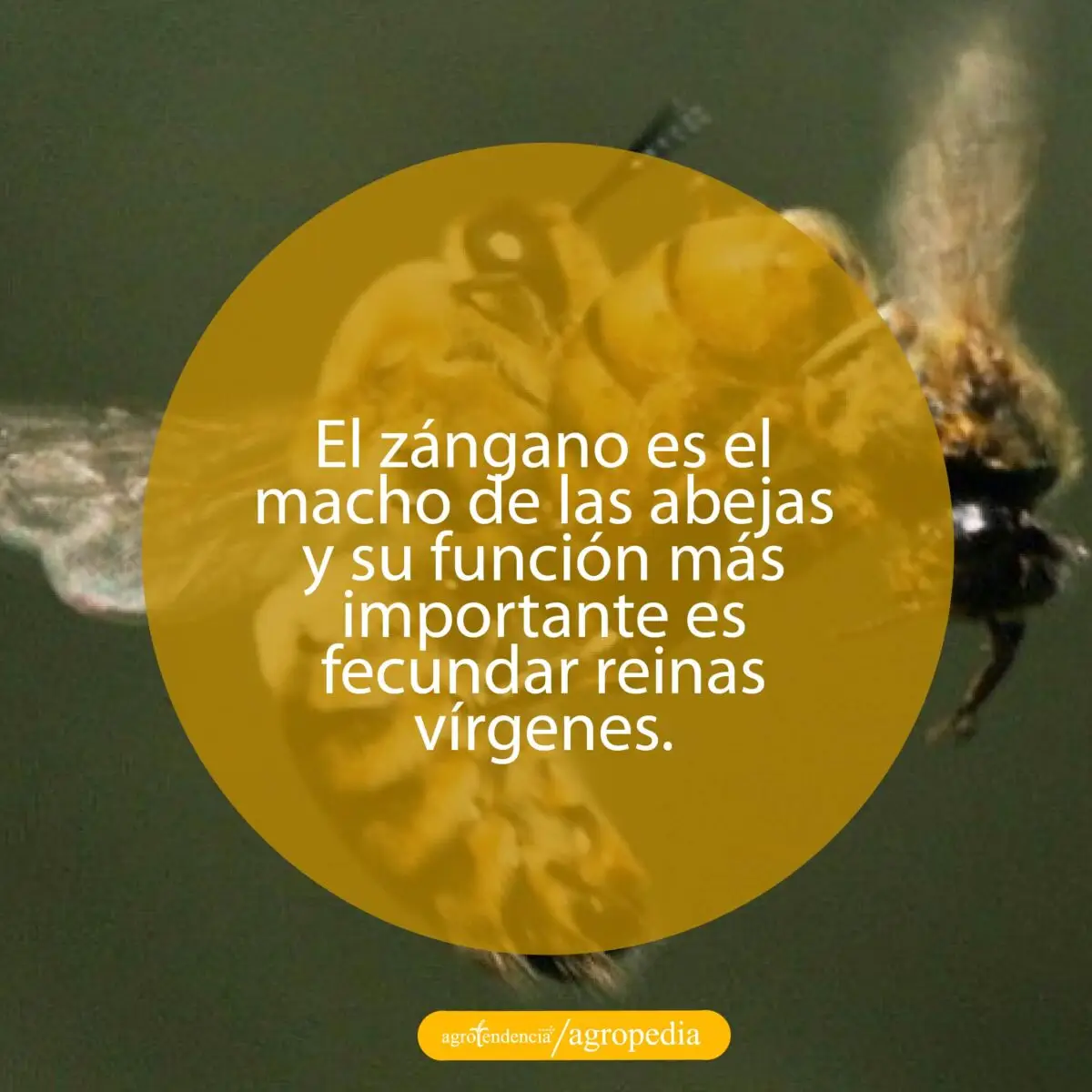 zángano copulando con la abeja reina