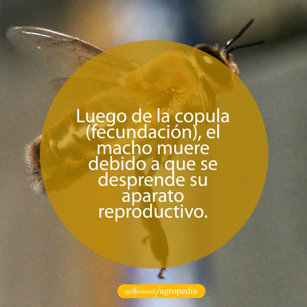 zángano volando