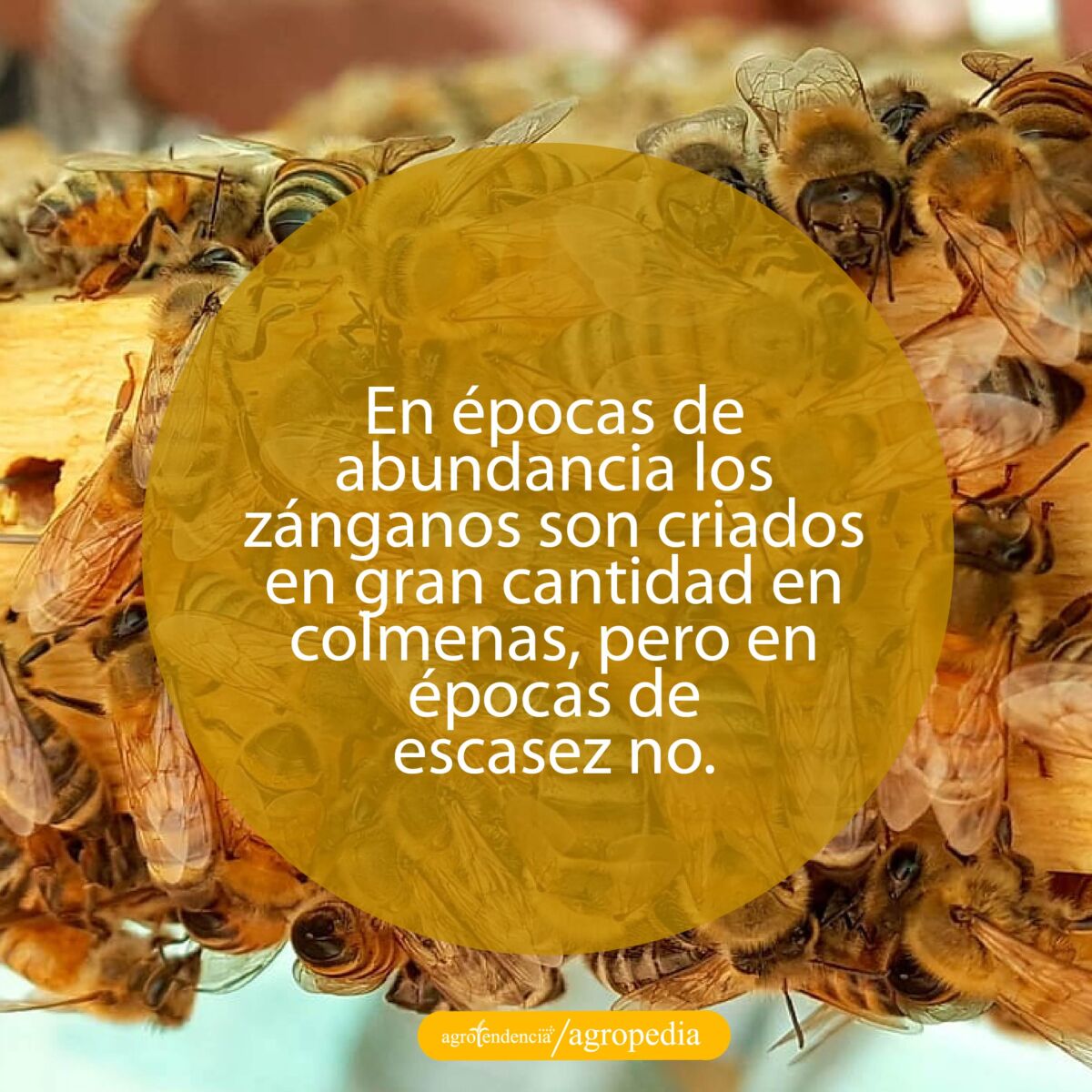 abejas bordeando panal
