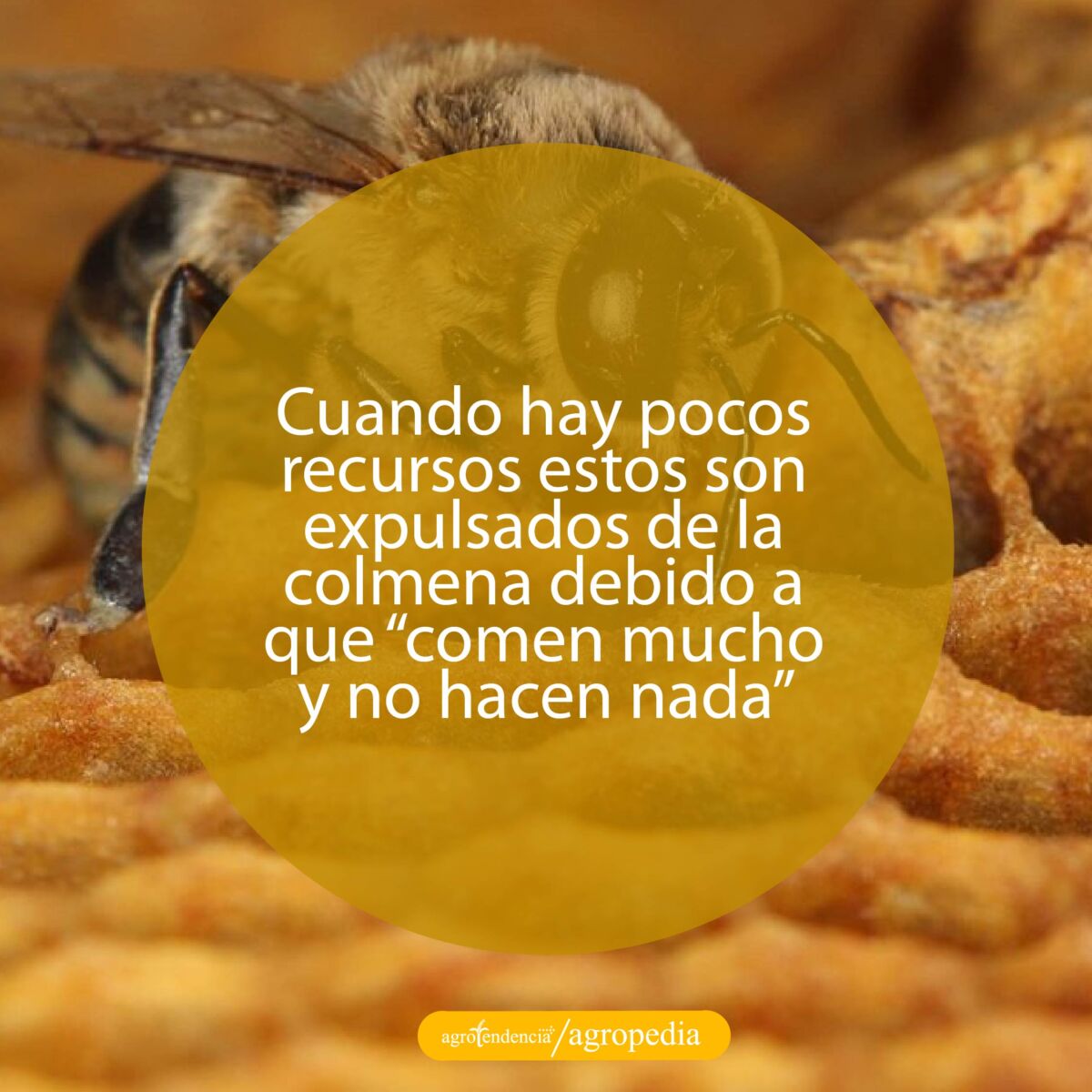 un zángano en la colmena