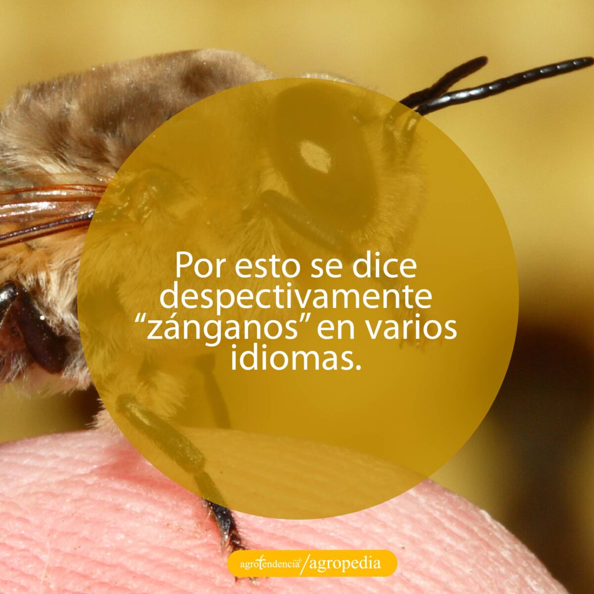 vista cercana de una abeja en la yema de un dedo